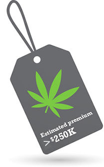 Cannabis business update