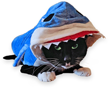 Avoid pets exhibiting fearful or aggressive behavior.