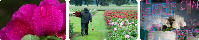 Adelman Peony Gardens