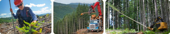 Starker Forests